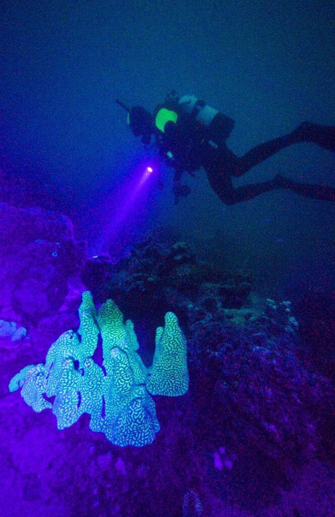 The Best Scuba Diving in Vava'u: Top 10 Places to Scuba Dive