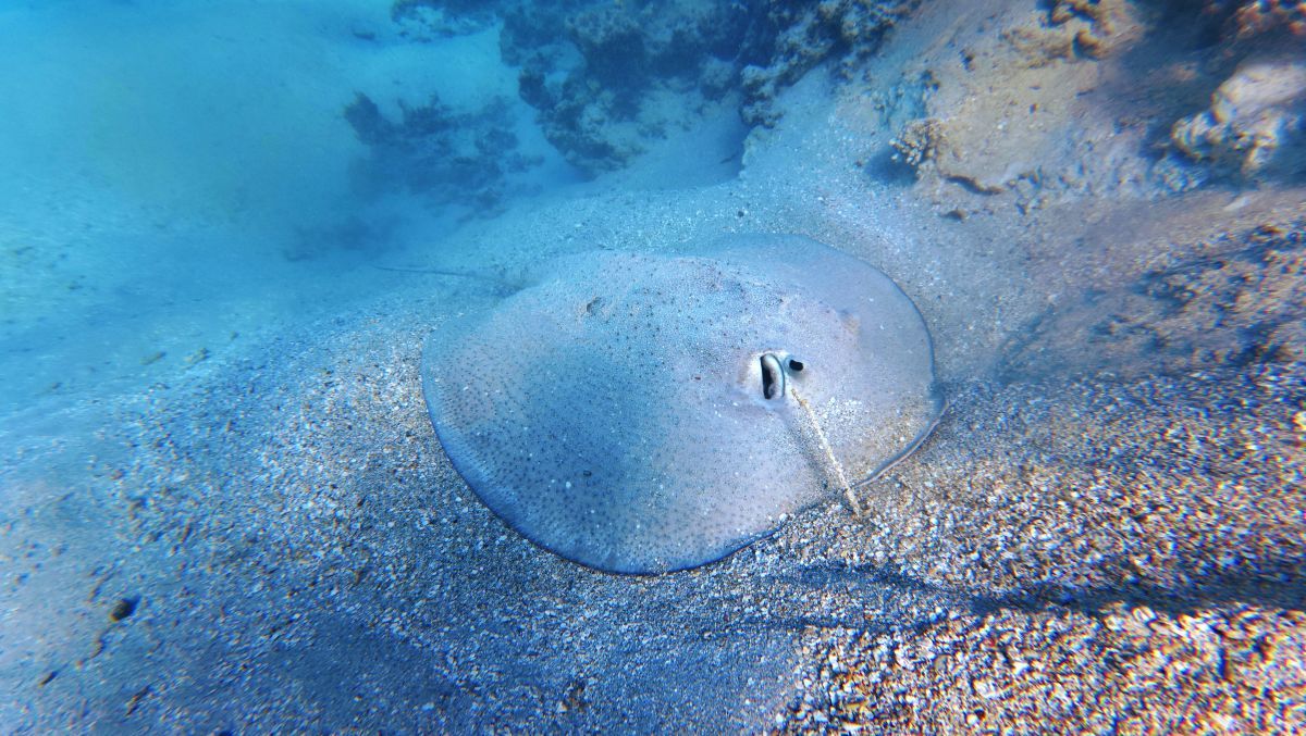 The Best Scuba Diving in Ha'apai: 10 Best Dive Sites