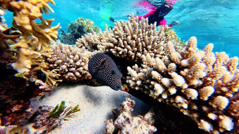 The Best Snorkelling in Ha'apai: 4 Best Places to Snorkel