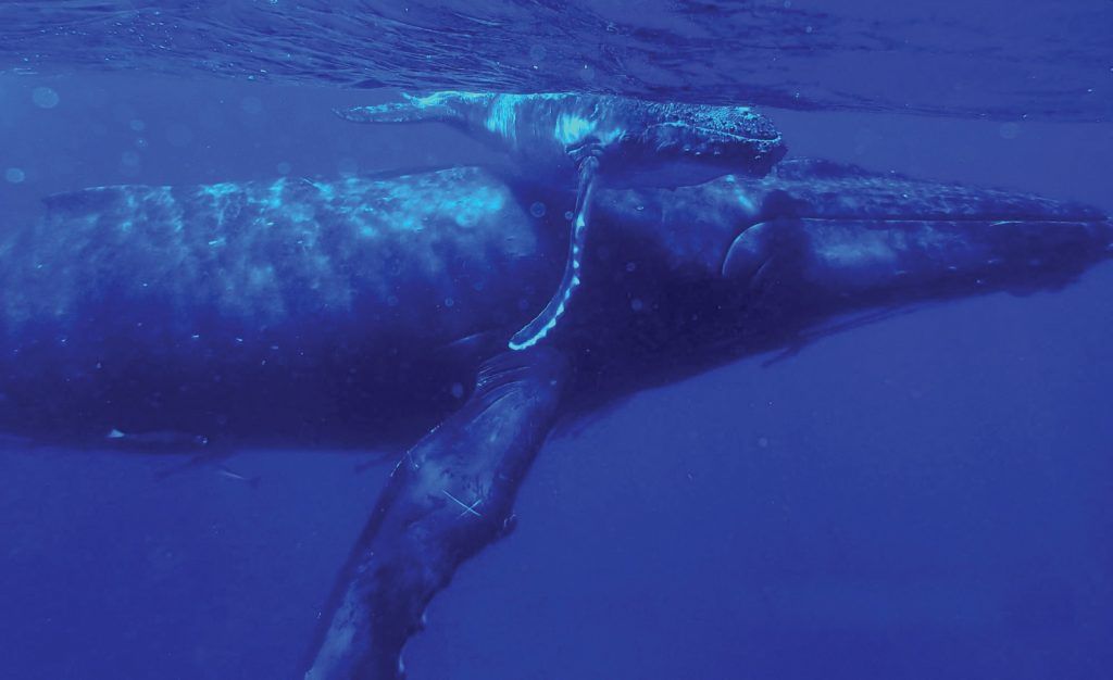 10 Best Whale Swim Tours in Vava'u [2023]