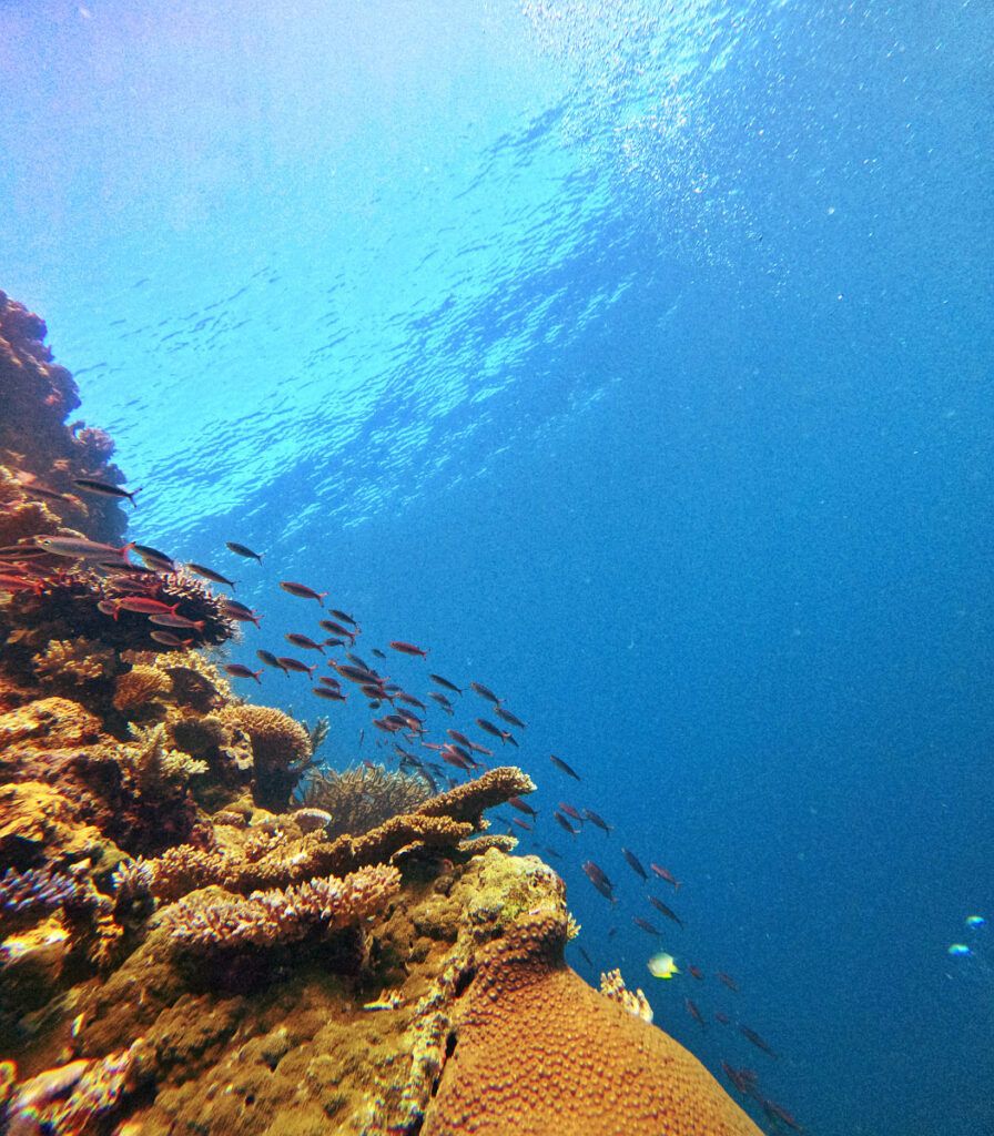 The Best Scuba Diving in Ha'apai: 5 Best Dive Sites