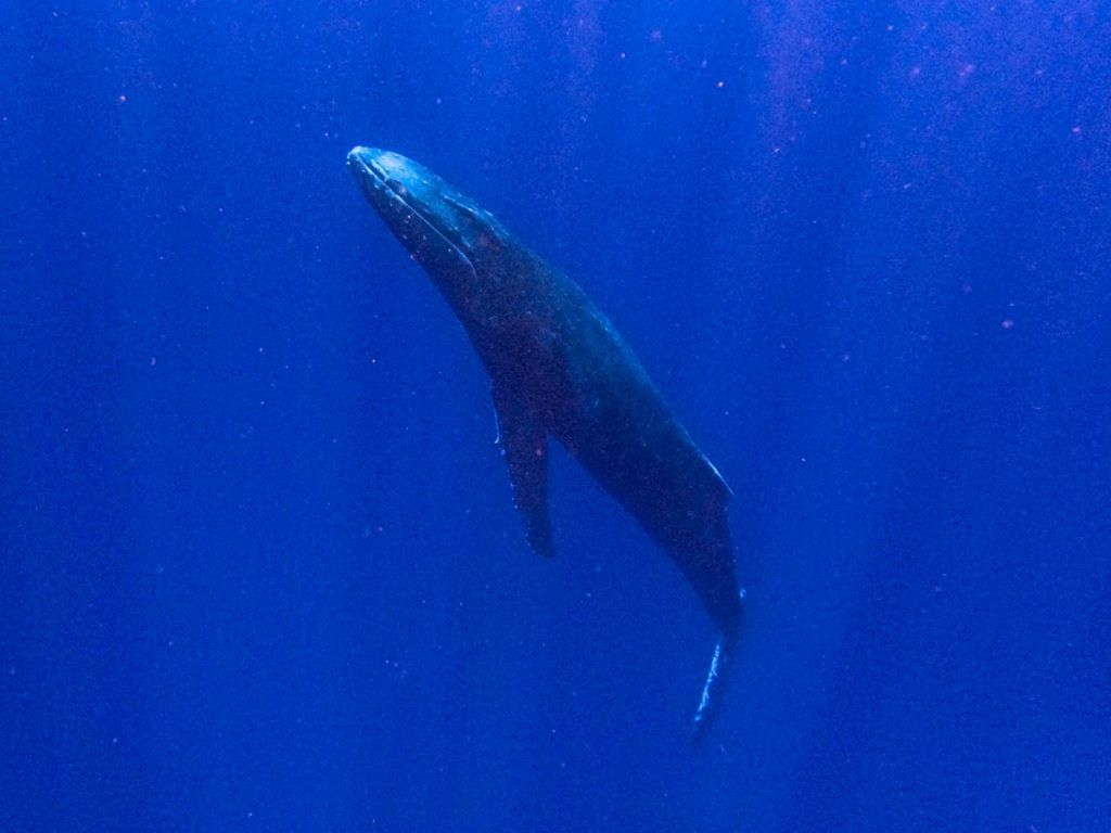 10 Best Things to Do in Neiafu