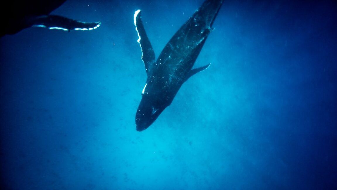 11 Best Whale Swim Tours in Vava'u