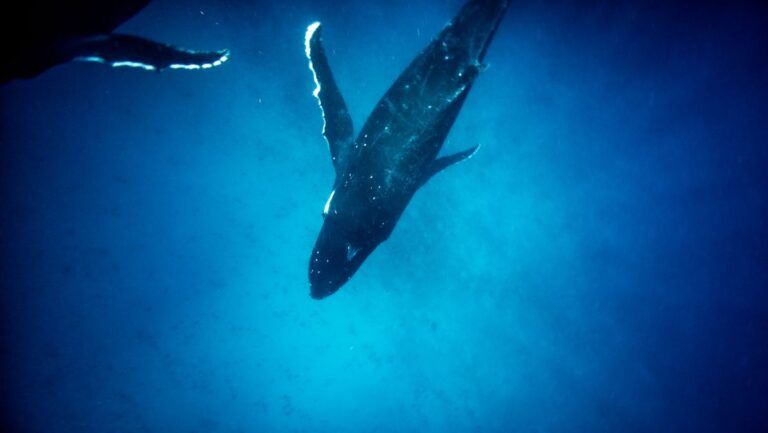 11 Best Whale Swim Tours in Vava'u