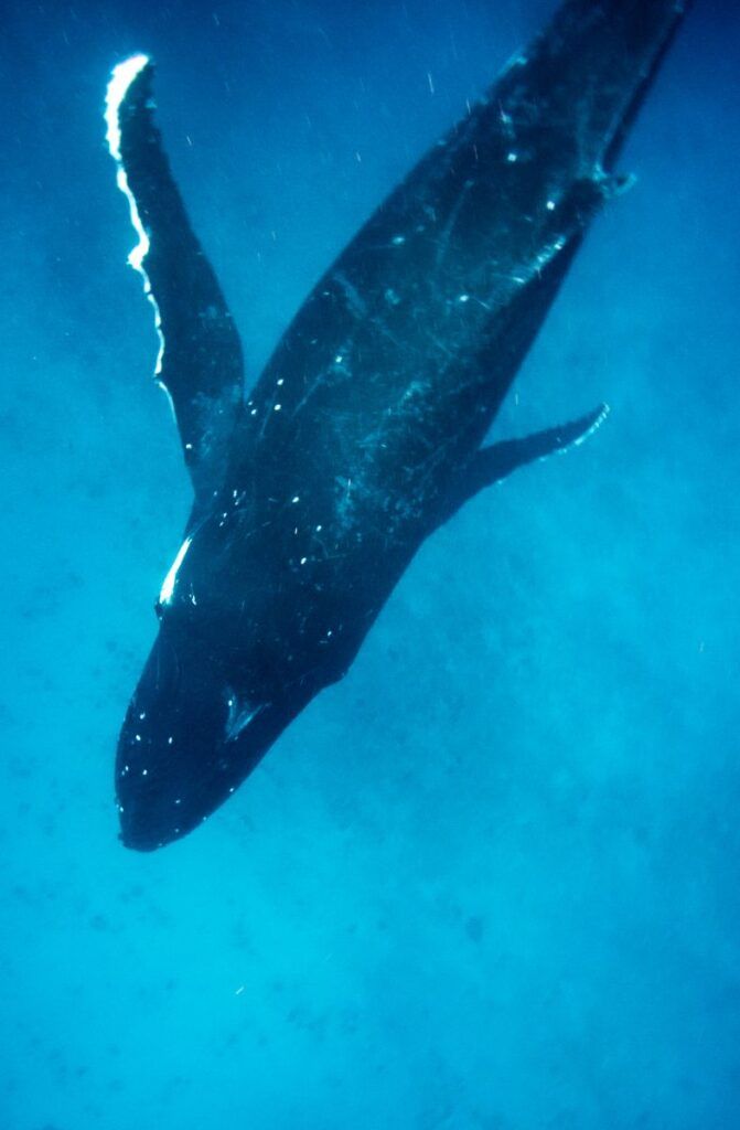 The Complete Travel Guide to Ha'apai