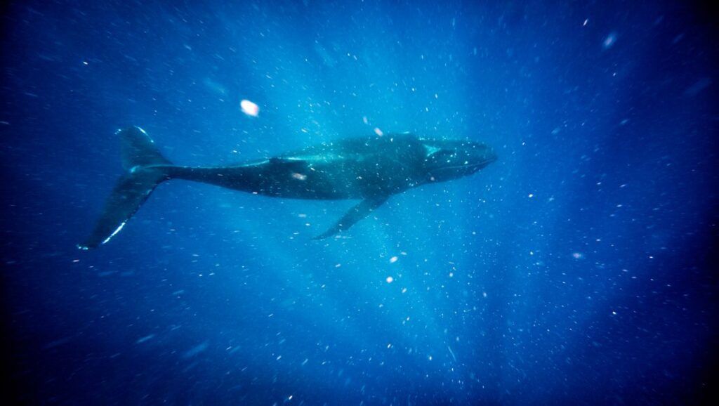 The Best Whale Swim Tours on 'Eua