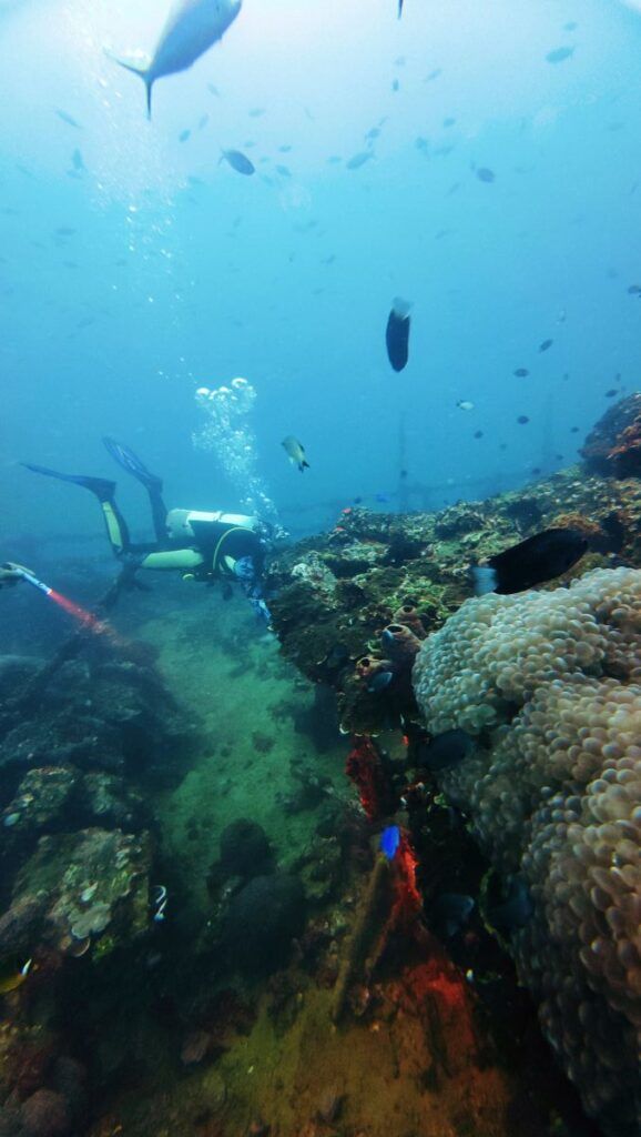 The Best Time to Dive in Tonga