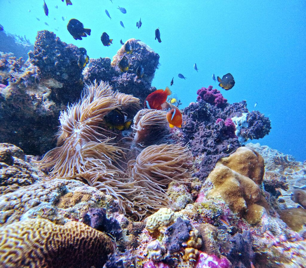 10 BEST Dive Sites in Tonga