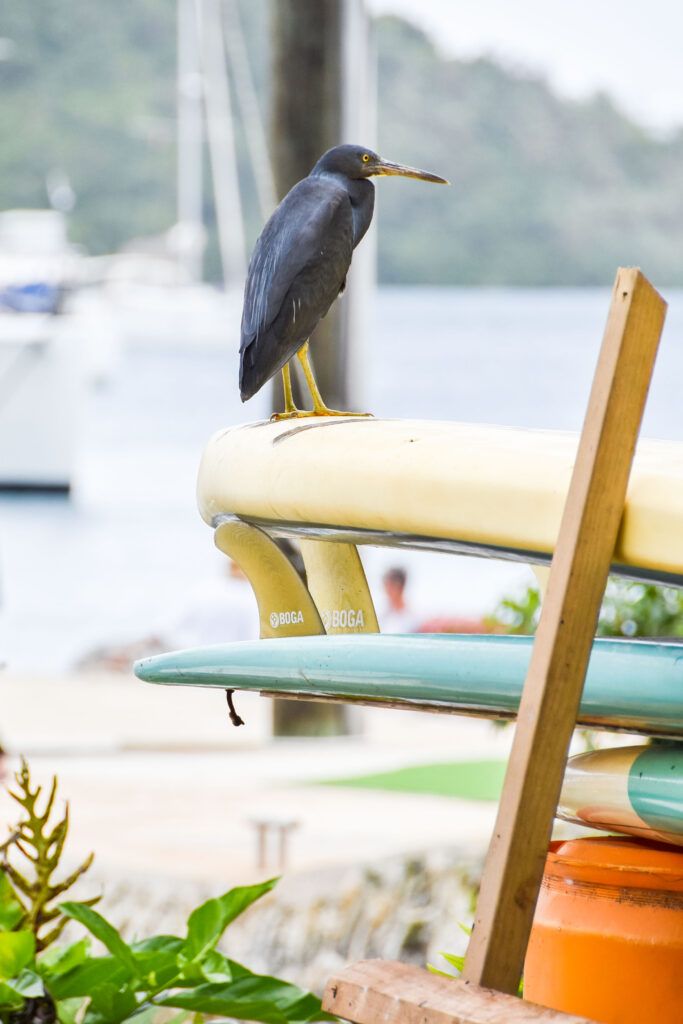The Guide to Stand-Up Paddleboarding in Tonga