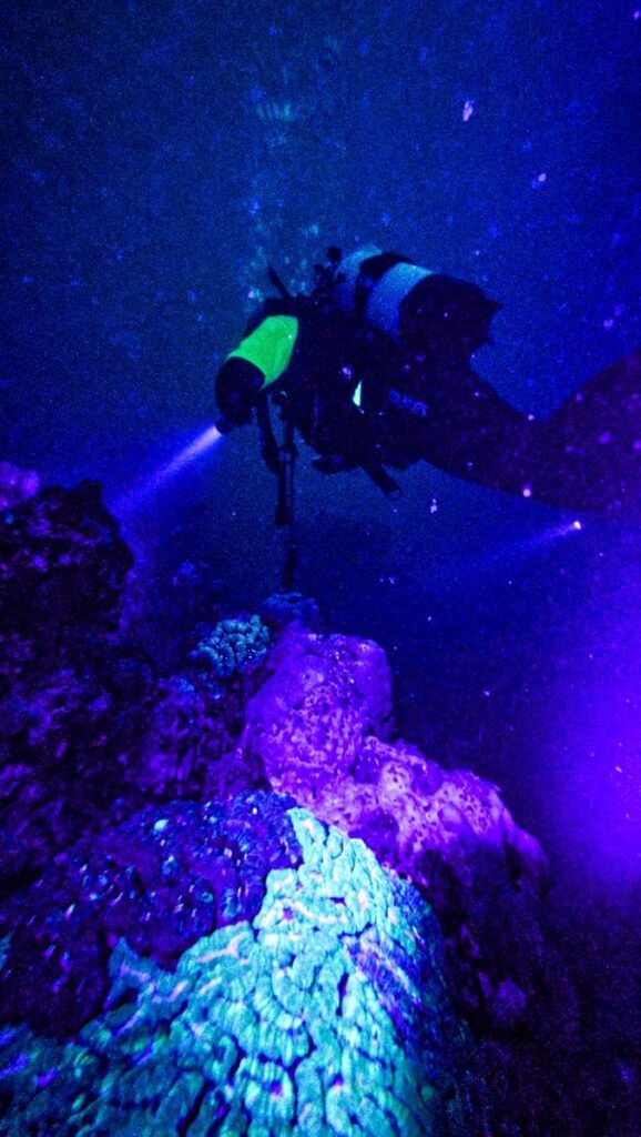 Dive Tonga! The Guide to Scuba Diving in Tonga