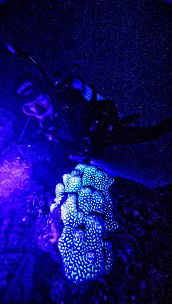 The Best Time to Dive in Tonga