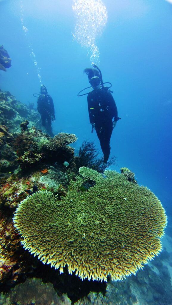 Dive Tonga! The Guide to Scuba Diving in Tonga