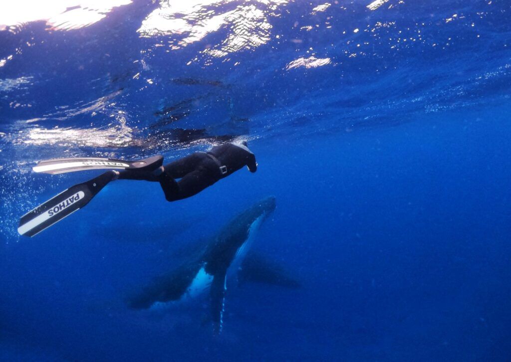 10 Tips for a BETTER Whale Swim in Tonga