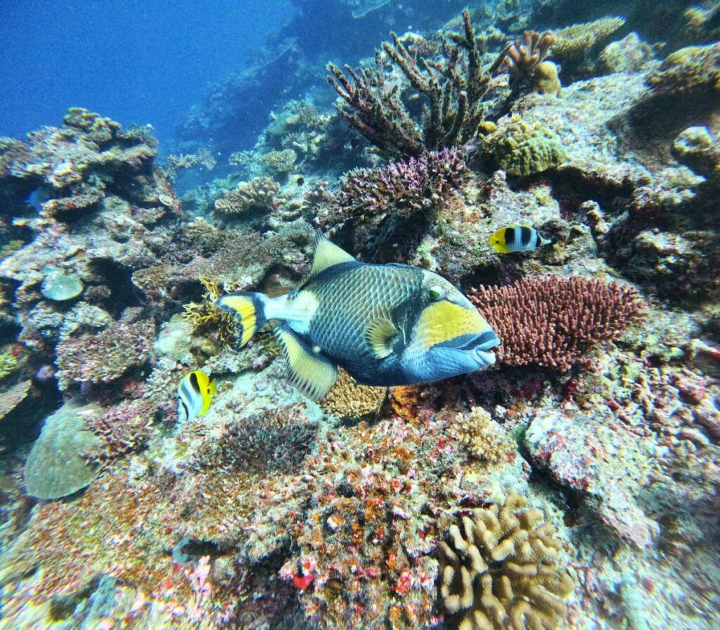 Dive Tonga! The Guide to Scuba Diving in Tonga 🤿 [2025]