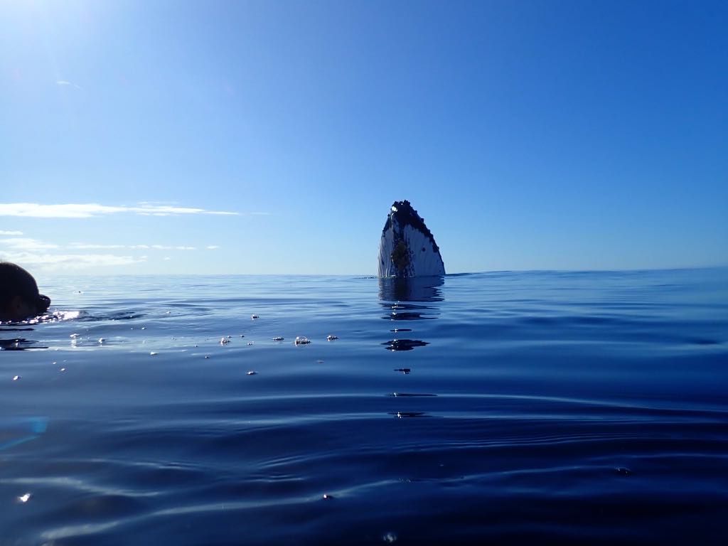 5 Best Whale Swim Tours in Tongatapu &amp; Nuku'alofa ???? [2025]