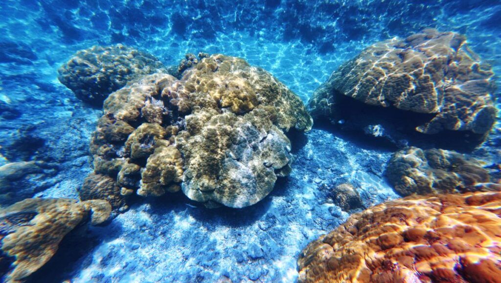 10 BEST Dive Sites in Tonga