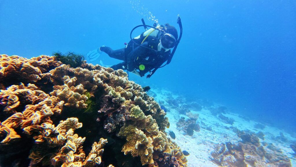 10 BEST Dive Sites in Tonga