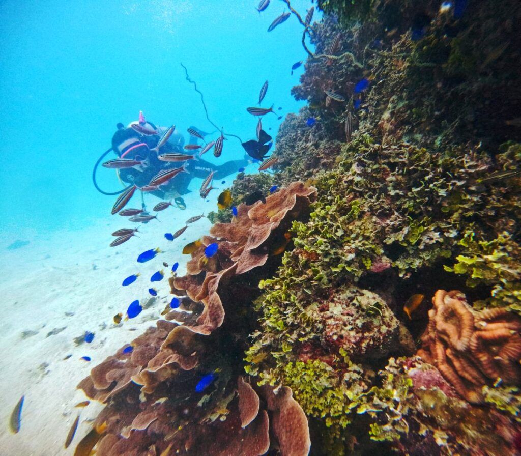 Dive Tonga! The Guide to Scuba Diving in Tonga 🤿 [2025]