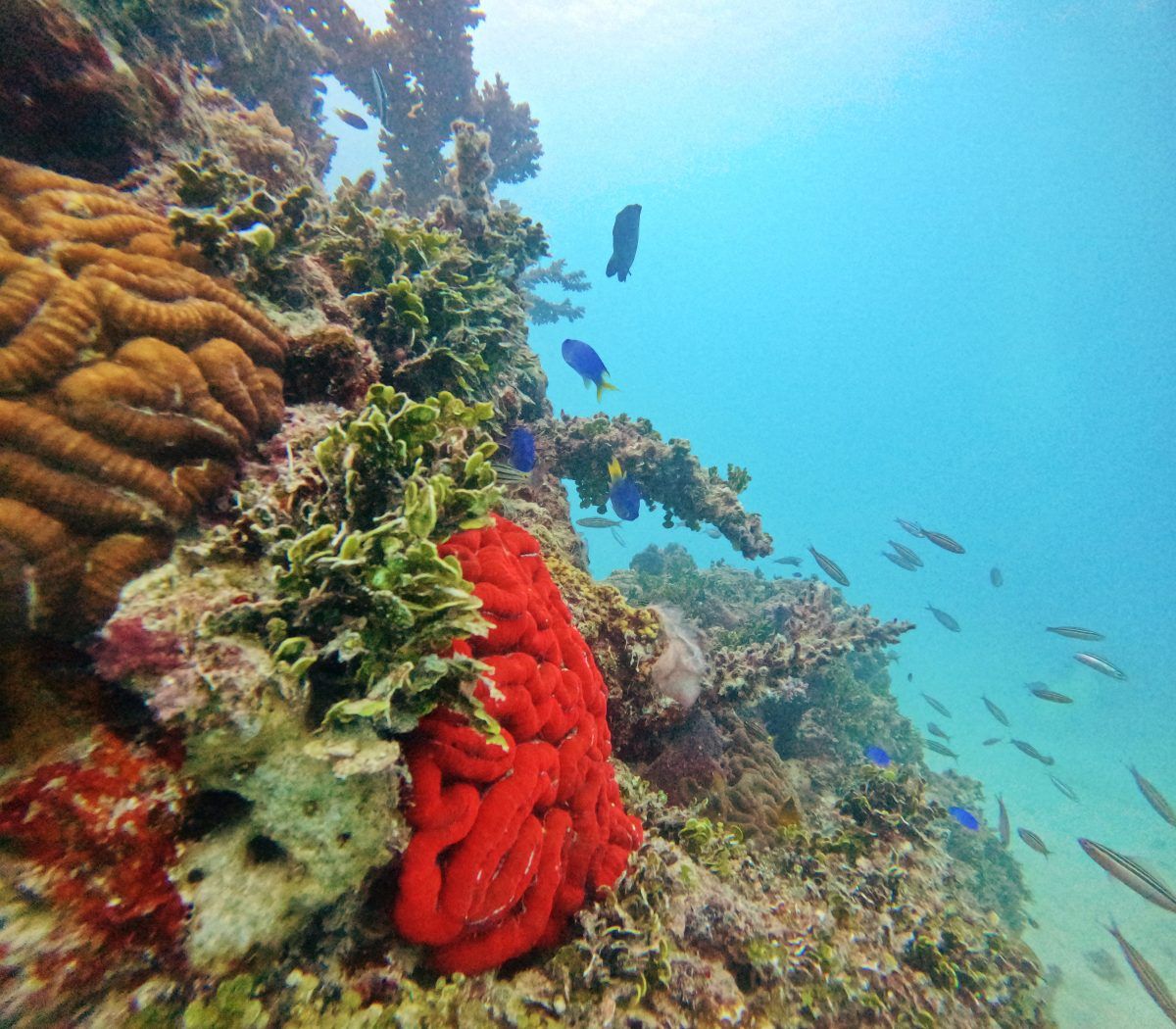 Dive Tonga! The Guide to Scuba Diving in Tonga 🤿 [2025]