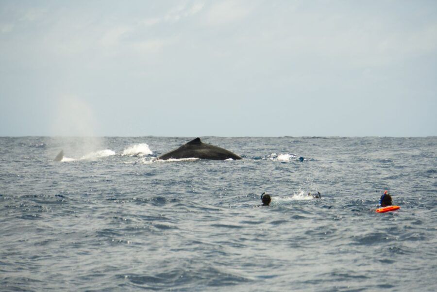 Is it Safe to Swim with Whales in Tonga?