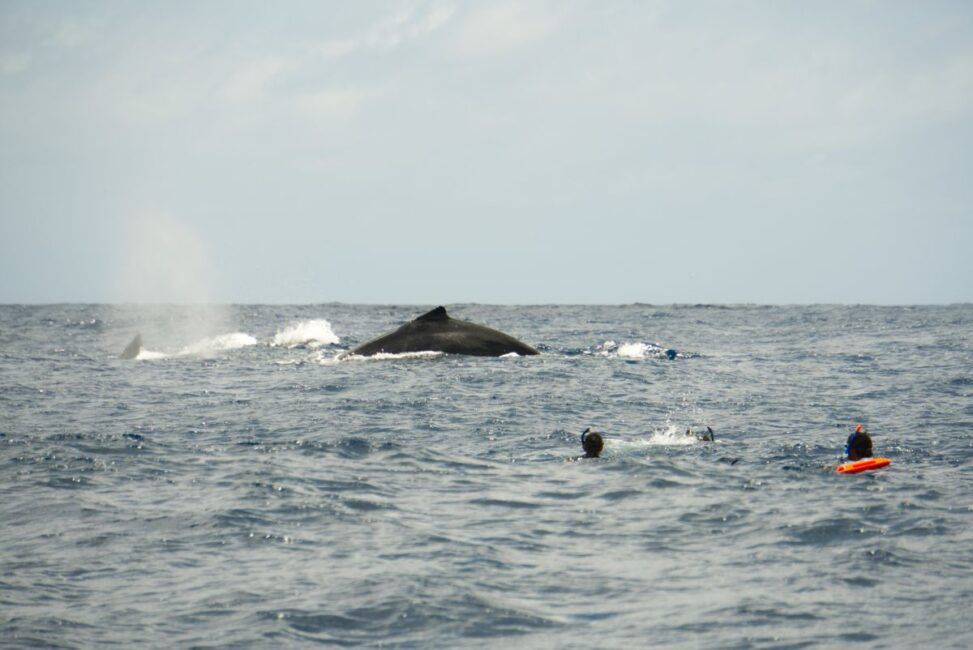 Is it Safe to Swim with Whales in Tonga?