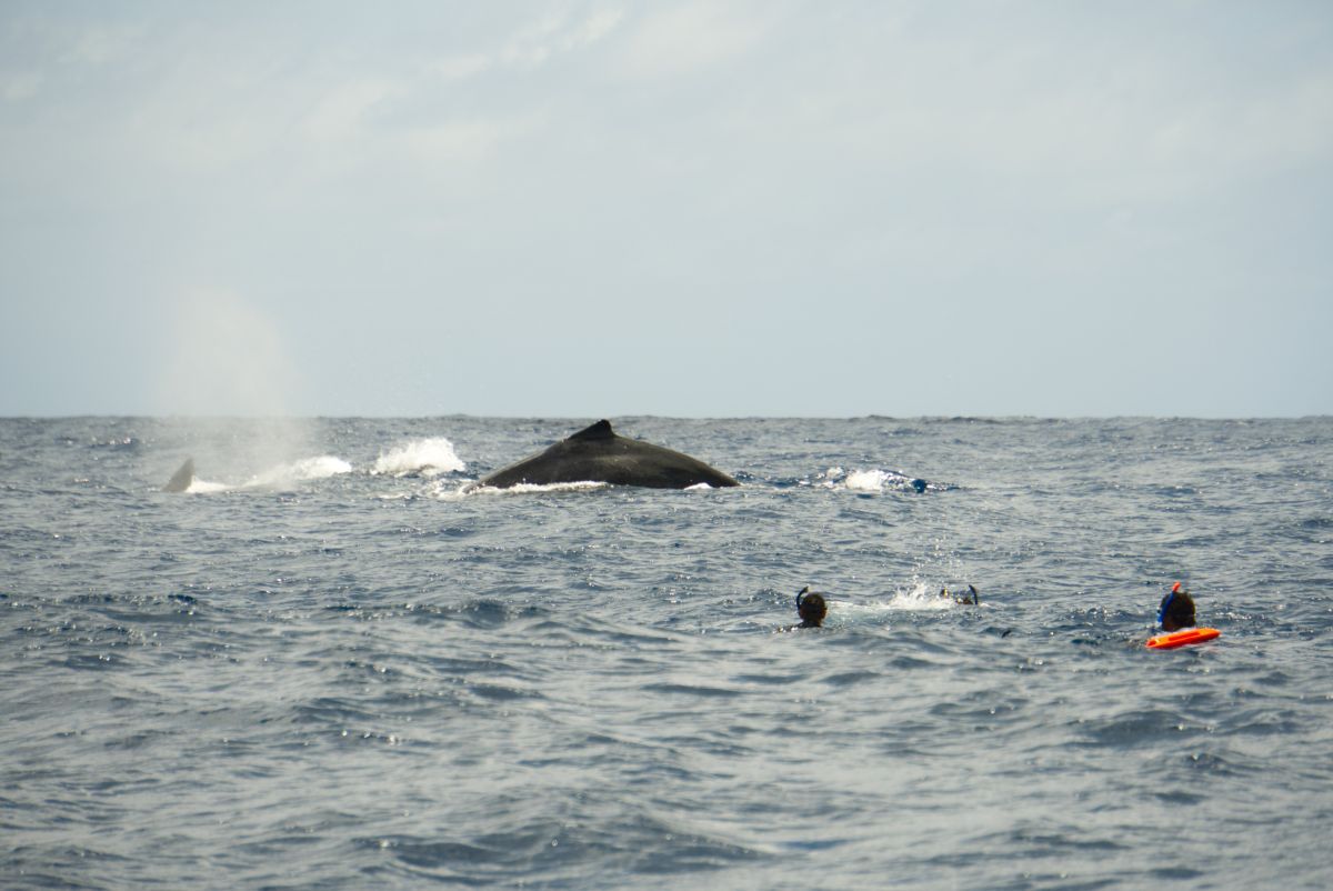 Is it Safe to Swim with Whales in Tonga?