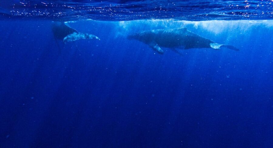 Tonga Whales: The Guide to Whale Swimming in Tonga 🐳 [2025]