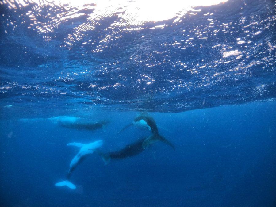 Where to Swim with Whales in Tonga: The Best Islands 🐳