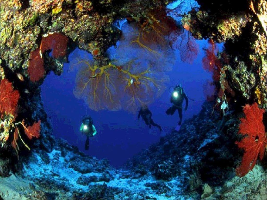 Dive Tonga! The Guide to Scuba Diving in Tonga 🤿 [2023]