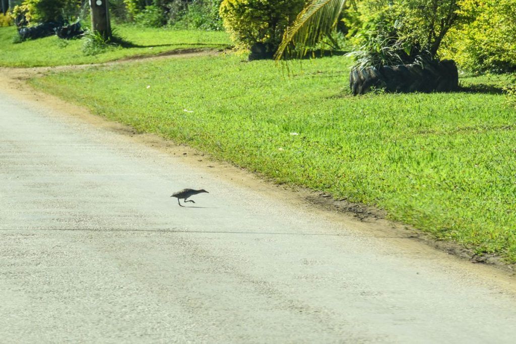 10 Animals &amp; Birds Found in Tonga