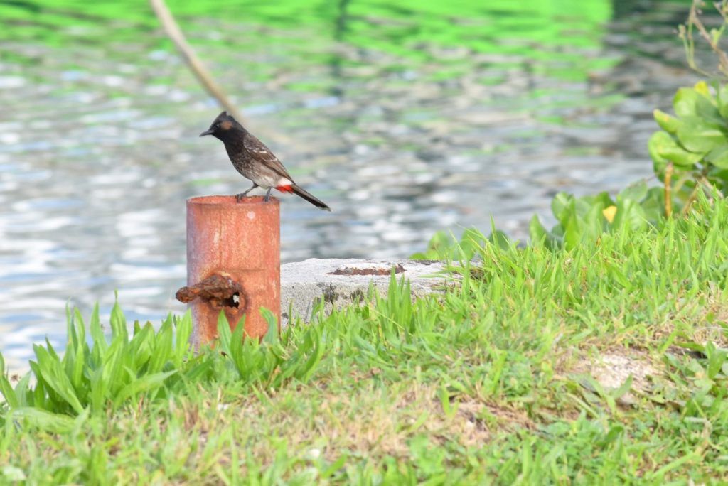 10 Animals &amp; Birds Found in Tonga