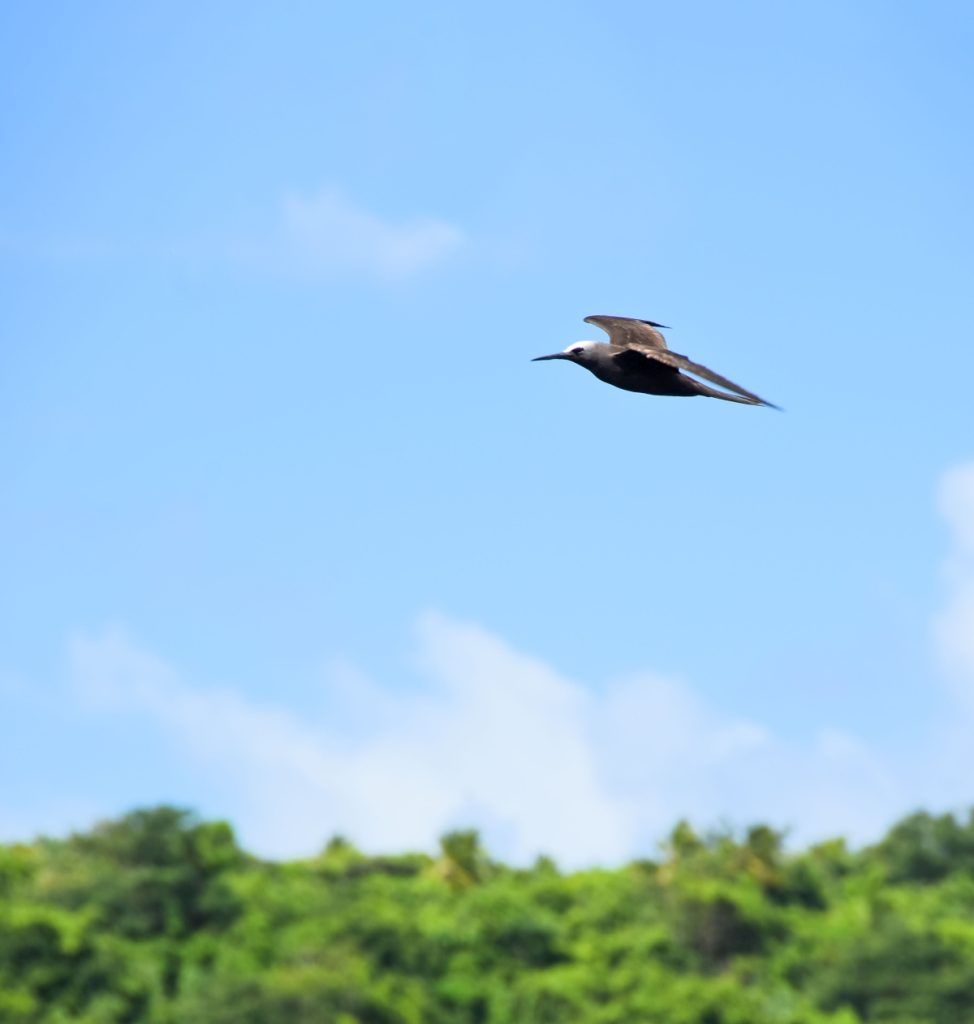 10 Animals &amp; Birds Found in Tonga