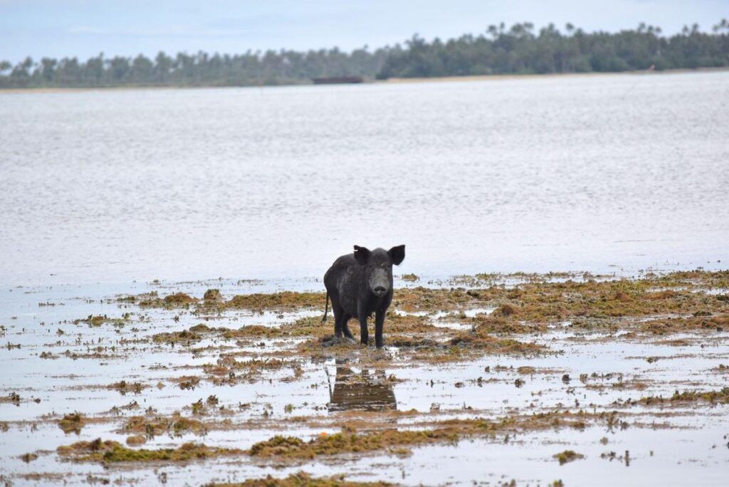 15 Best Things to Do in Tonga with Kids