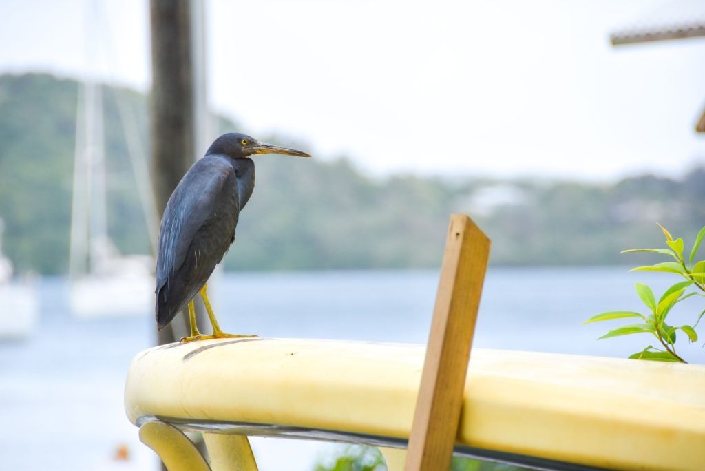 10 Animals &amp; Birds Found in Tonga