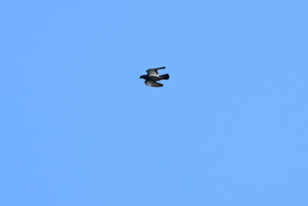 10 Animals &amp; Birds Found in Tonga
