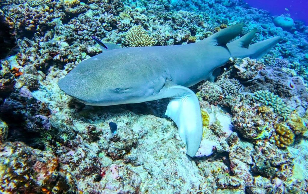 10 Animals &amp; Birds Found in Tonga