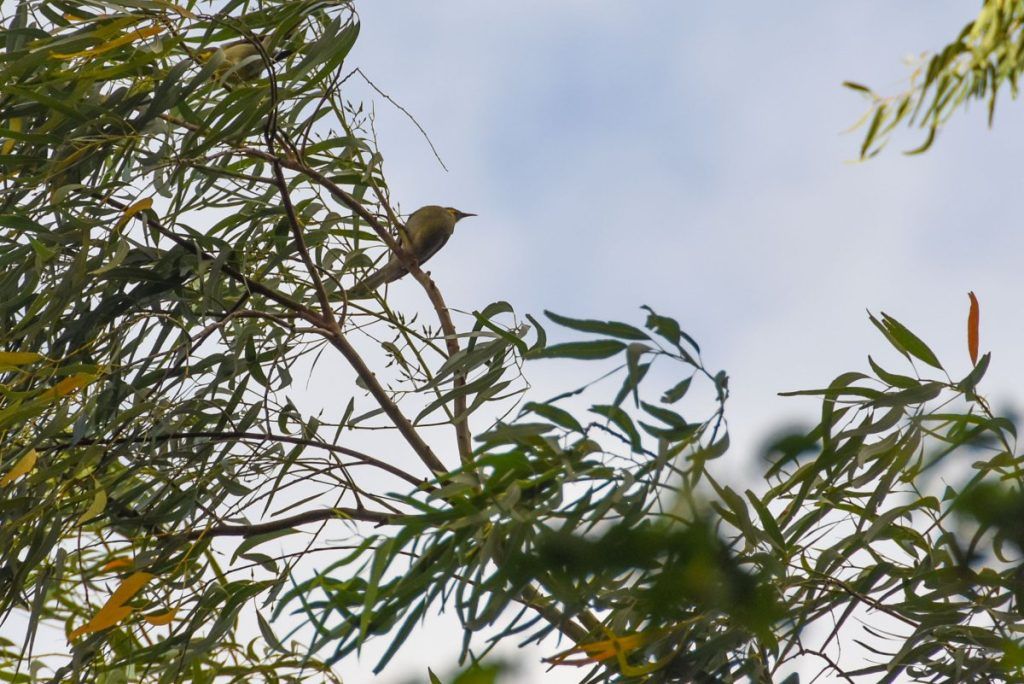 10 Animals &amp; Birds Found in Tonga