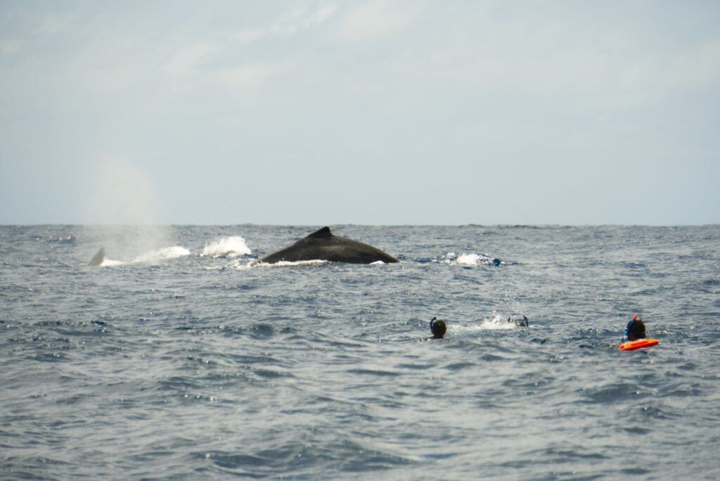 10 Most Unique Things to Do in Tonga