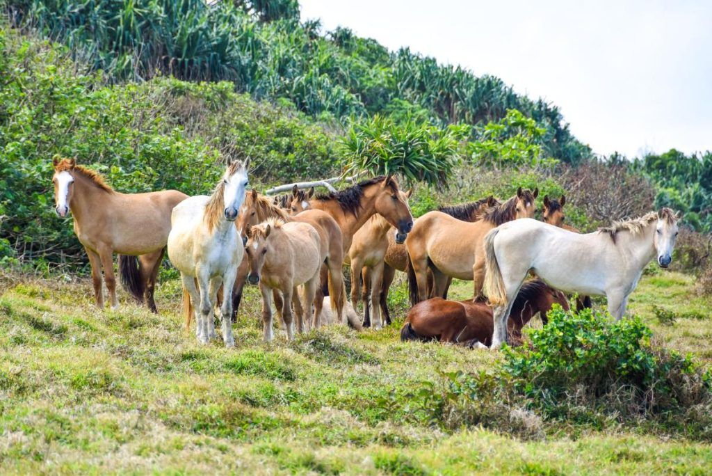 10 Animals &amp; Birds Found in Tonga