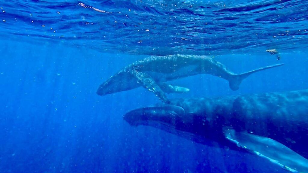 10 BEST Whale Swim Tours in Tonga 🐋 [2025]